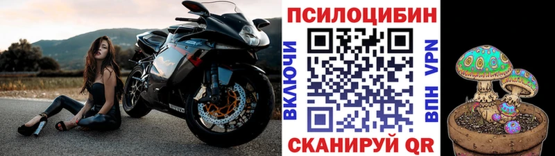 Псилоцибиновые грибы Psilocybe  цены   Сосновый Бор 